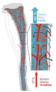 光片成像小课堂开讲！中德科学家同时发表基于透明化骨新研究！