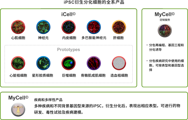 IPS细胞.png