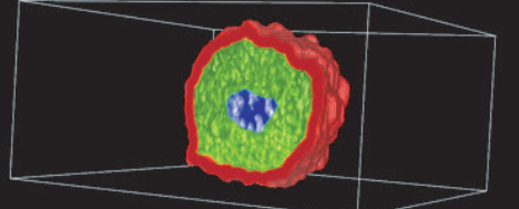 高内涵—3D 微组织球三维体积与分区分析