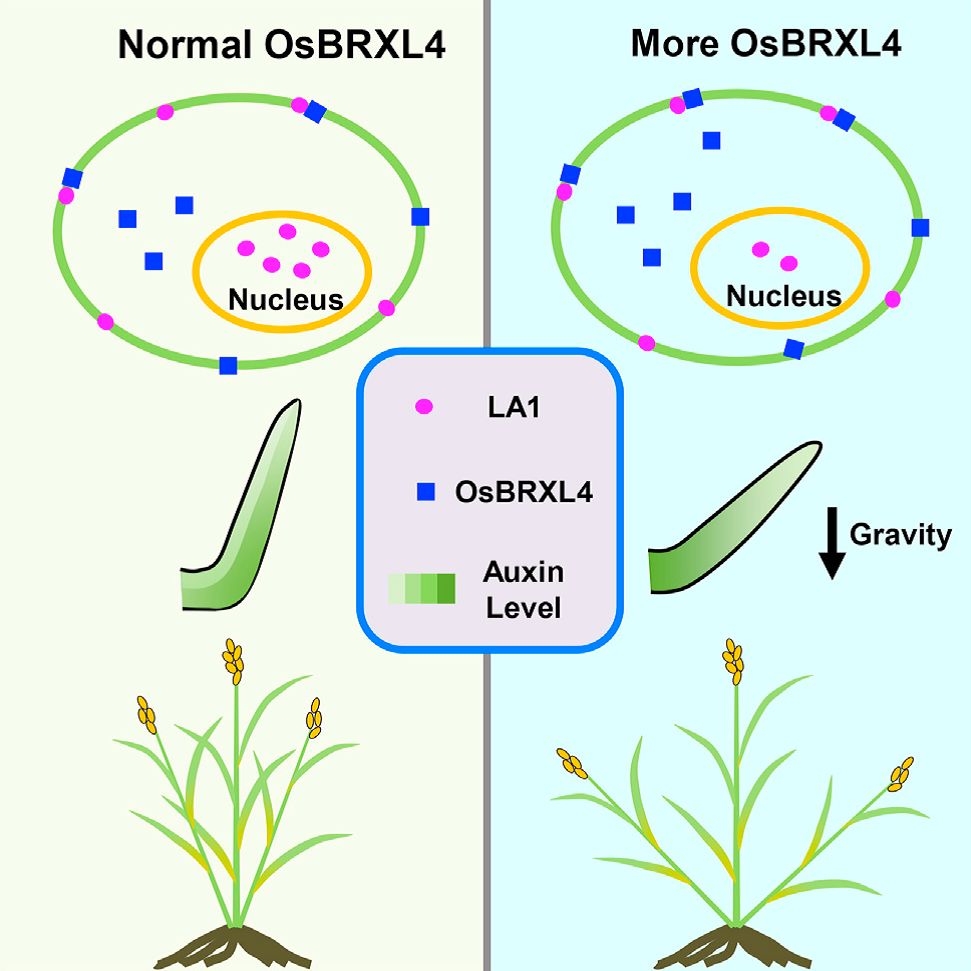 高产揭秘——中国科学家解析水稻分蘖角度调控机制的新进展