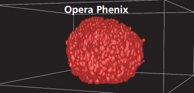 高内涵—3D 微组织球三维体积与分区分析