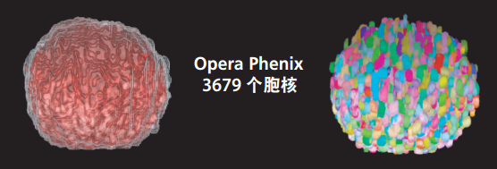 高内涵—3D 微组织球三维体积与分区分析