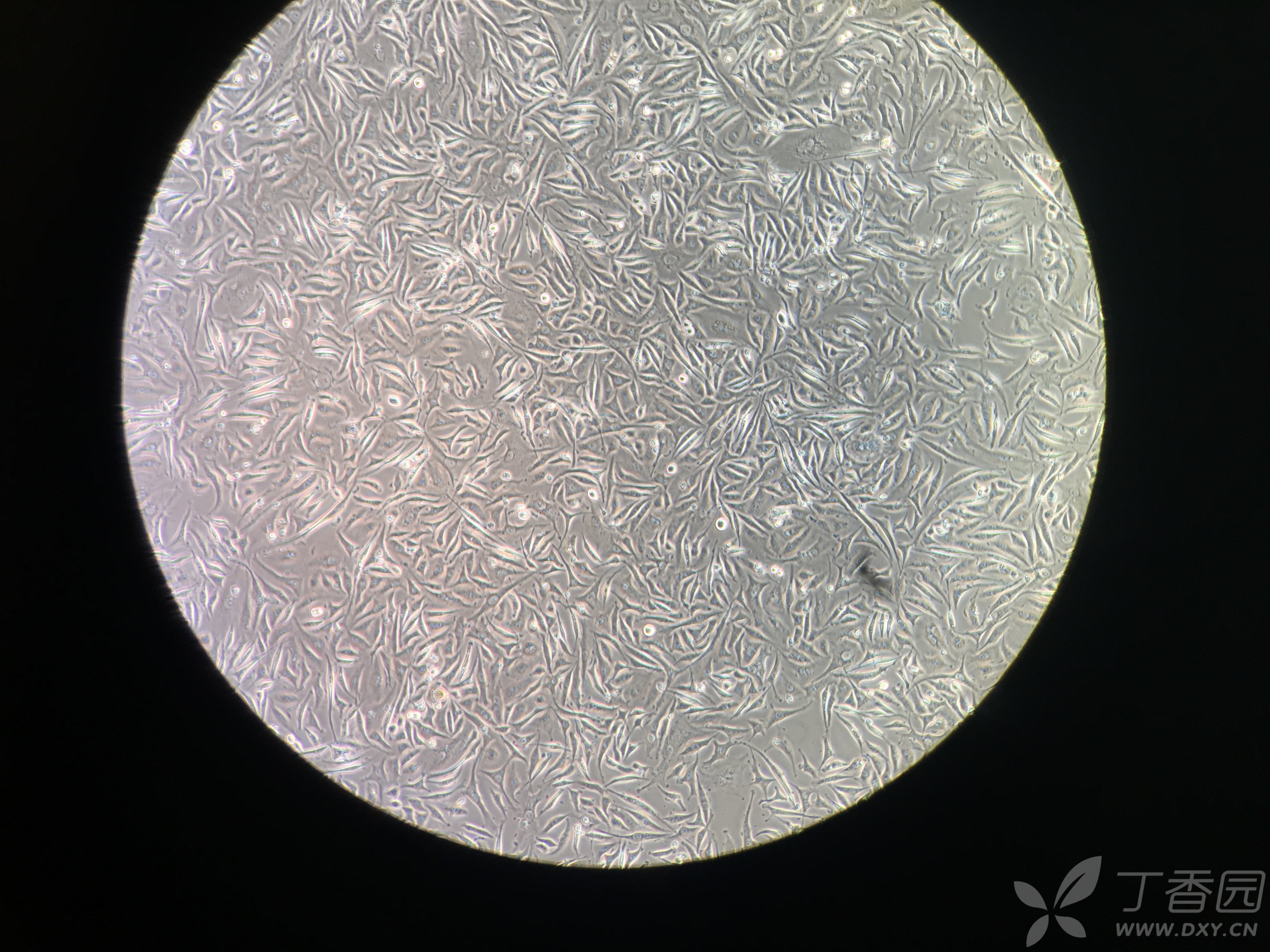 海拉细胞肉块图片