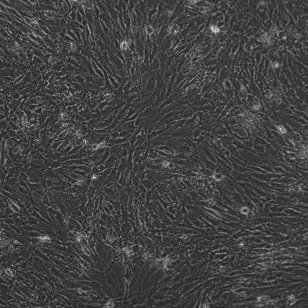 小鼠海马神经元细胞-HT22
