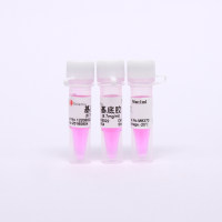 Matrigel（基底胶）