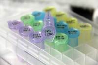 TOP10感受态细胞电转