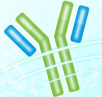 單克隆抗體定制