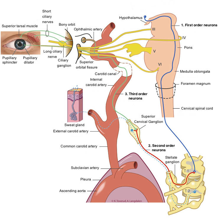 交感神经的高级中枢在哪里?