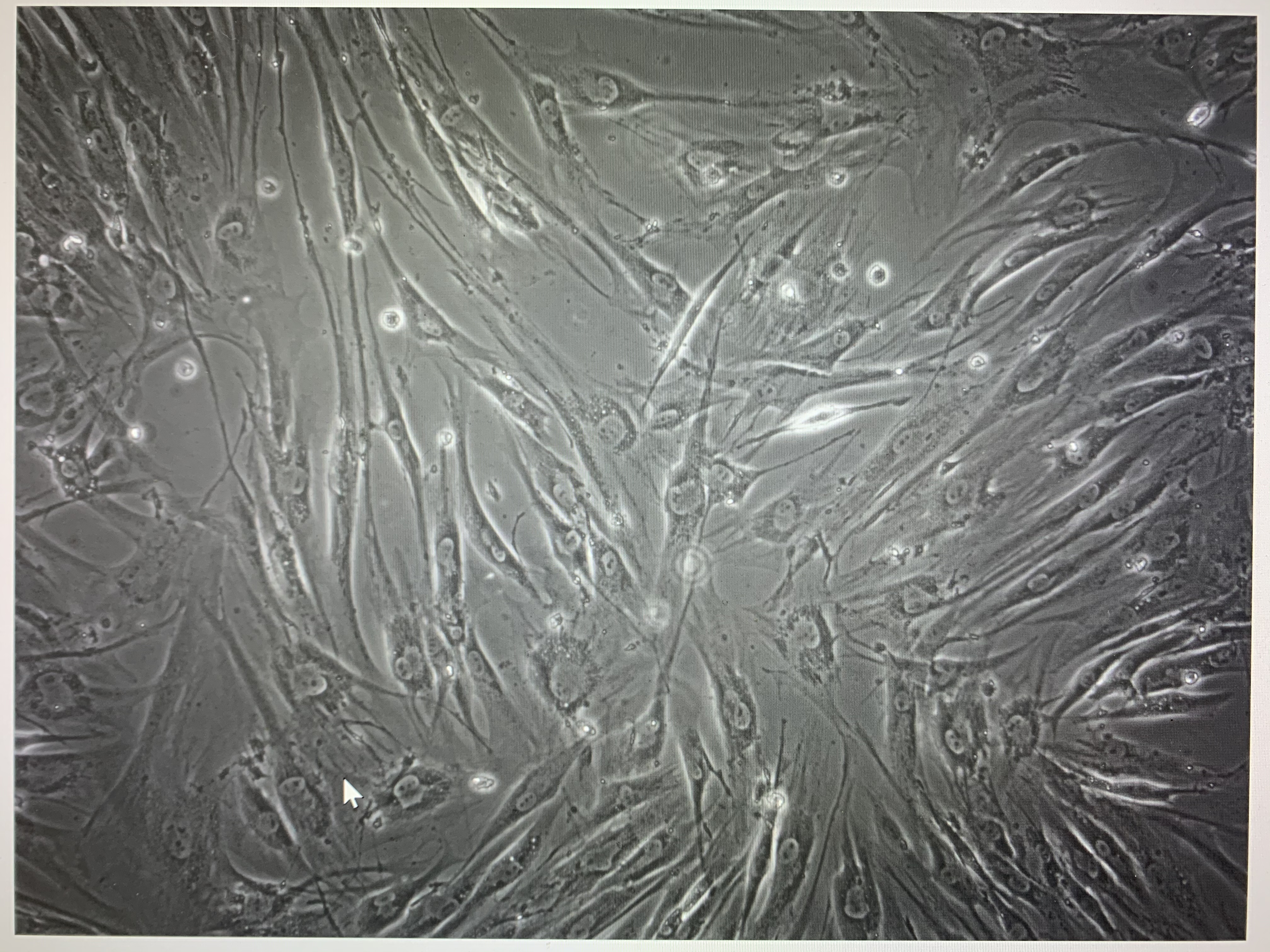 成纤维细胞显微镜图片