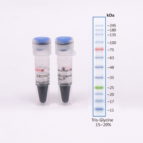彩虹marker 245广谱蛋白marker 索莱宝