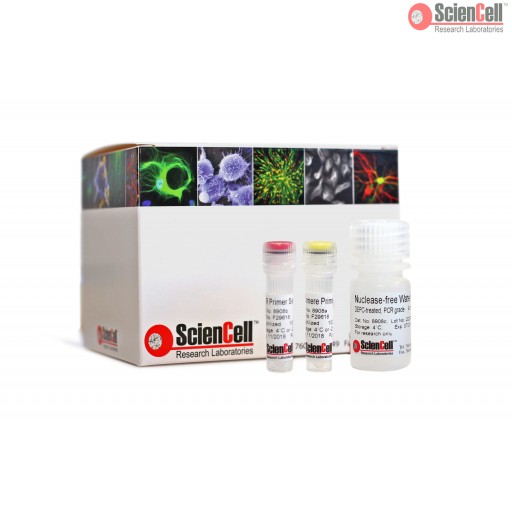 ScienCell 大鼠端粒长度定量qPCR分析试剂盒(相对定量)