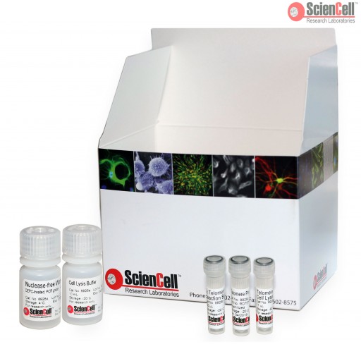 ScienCell 端粒酶活性定量qPCR检测试剂盒