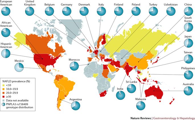 非酒精性脂肪性肝病动物模型简述