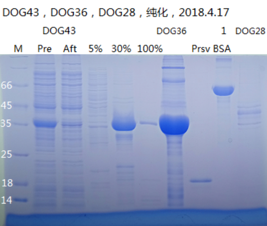 【技术分享】蛋白质紫外吸收与浓度测定