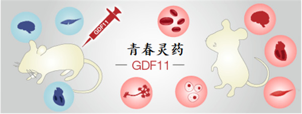 抗衰老因子GDF11——青春的秘密