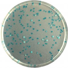 科玛嘉CHROMagar大肠杆菌显色培养基