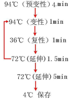 牛科研PCR检测试剂盒价格
