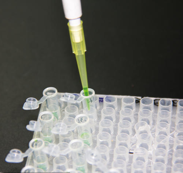 蜡样芽胞杆菌核酸检测试剂盒（恒温荧光法）