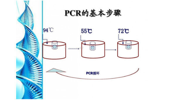 新孢子虫(Ne)核酸检测试剂盒(荧光-PCR法) 多少钱