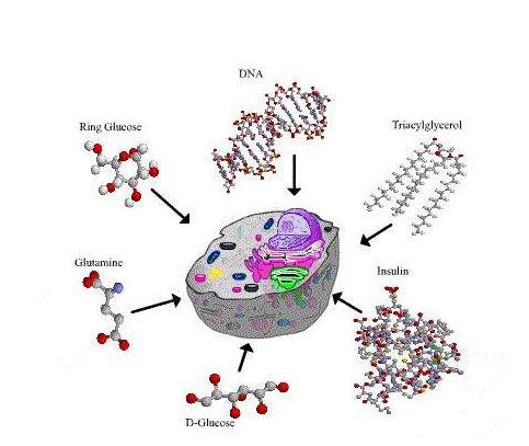 猪脾脏白细胞分离液试剂盒