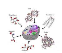 Recombinant Human IL-3