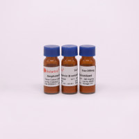 Amphotericin B 两性霉素b    