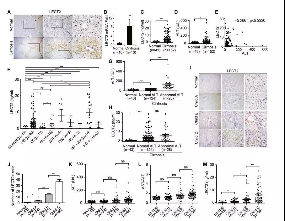 又双叒是Cell，AAV助力肝纤维化研究