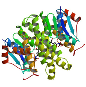 血小板衍生生长因子受体样蛋白(PDGFRL)重组蛋白