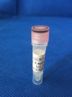 肌红蛋白（MYO）