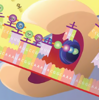 翻译组学研究利器_Ribo-seq ribosome profiling