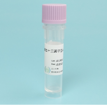 凝血十三因子亚A XIIIa