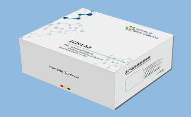 人 CD82分子(CD82)ELISA检测试剂盒