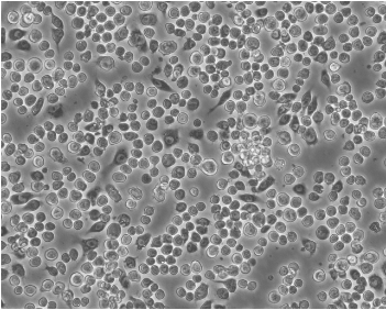 S2果蝇胚胎细胞昆虫细胞