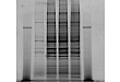 37. Biorad 的 ChemiDoc MP 成像仪