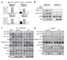 【1+1层层递进】蛋白质组学水稻DIA与水稻磷酸化DIA的碰撞