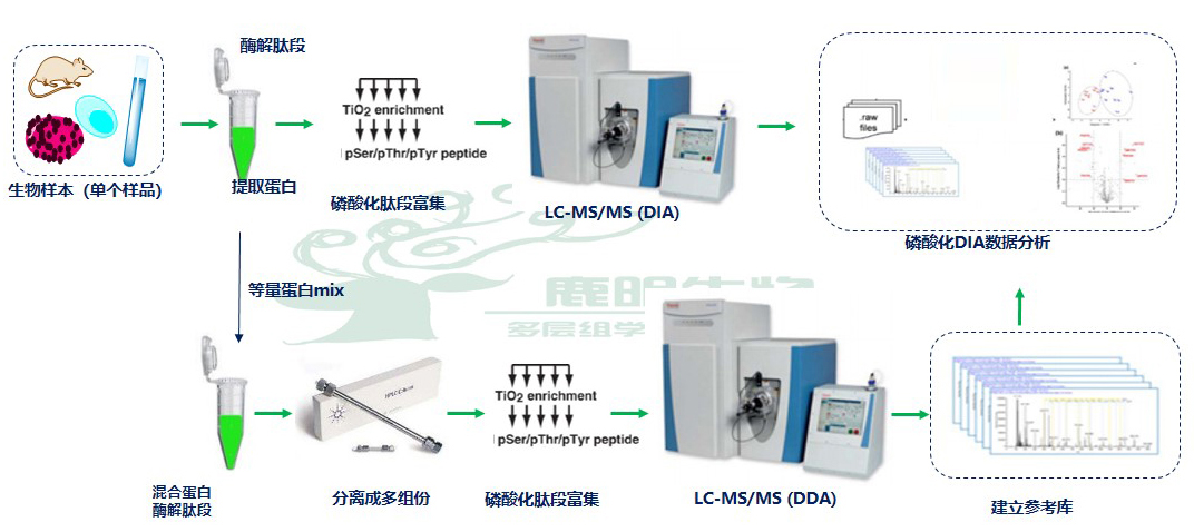 【1+1层层递进】蛋白质组学水稻DIA与水稻磷酸化DIA的碰撞