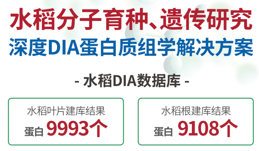 【1+1层层递进】蛋白质组学水稻DIA与水稻磷酸化DIA的碰撞