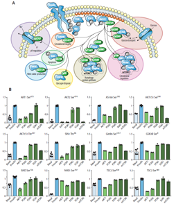 【1+1层层递进】蛋白质组学水稻DIA与水稻磷酸化DIA的碰撞