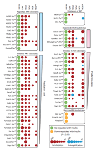 【1+1层层递进】蛋白质组学水稻DIA与水稻磷酸化DIA的碰撞