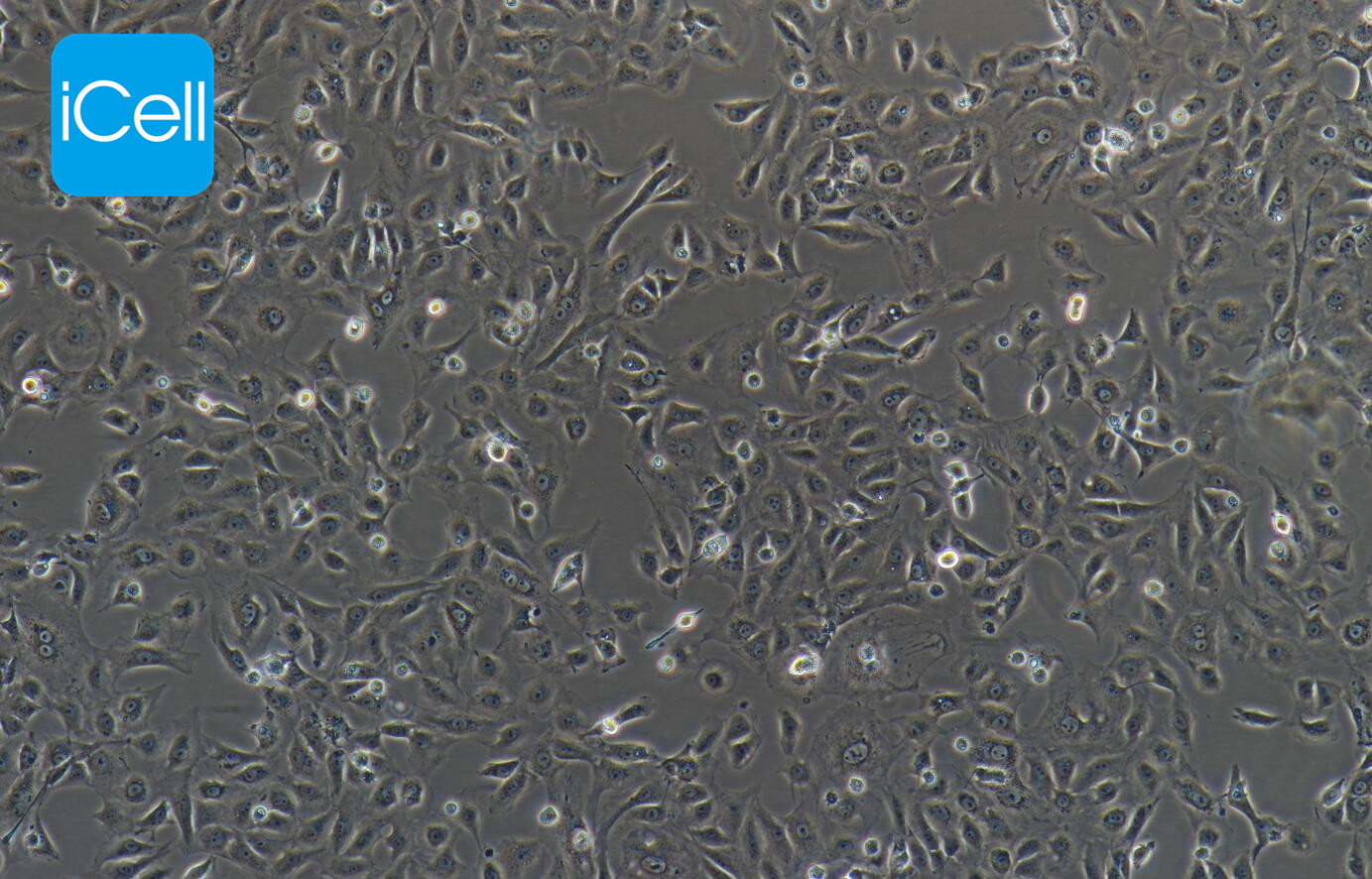 BRL-3A  大鼠肝细胞/种属鉴定