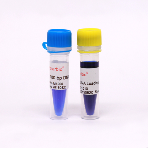100 bp DNA Ladder