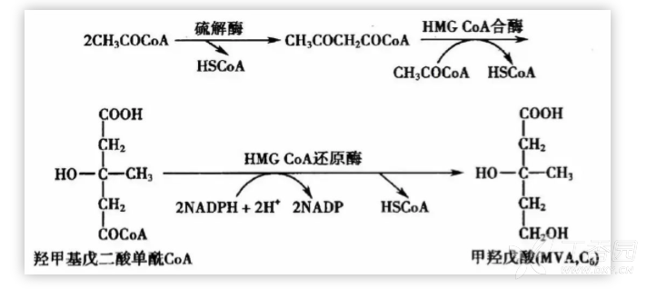 这就要从他汀的药理作用讲起.