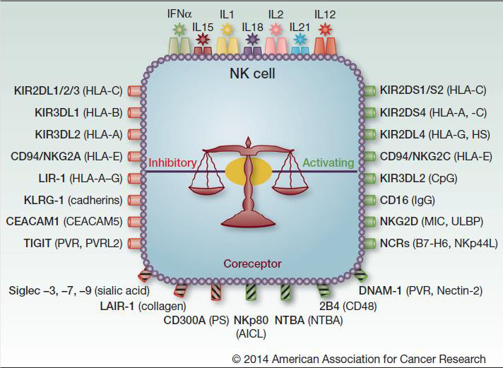 肿瘤免疫治疗新方向：CAR-NK