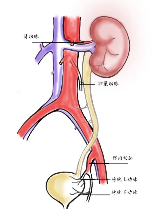 卵巢血管解剖图图片