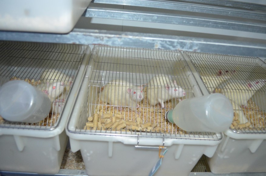 1周龄-1年各品系大鼠