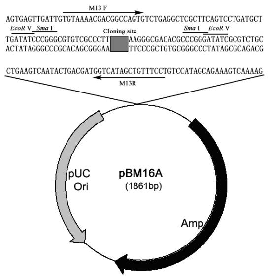 pBM16A Toposmart Cloning Kit(T载体)