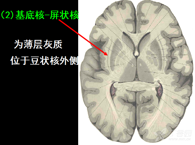 神经解剖教学课件(三) 端脑