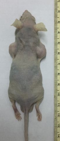皮下肿瘤裸鼠模型