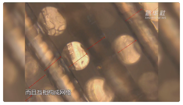 能长细胞？这些小瓶、小支架可不简单！