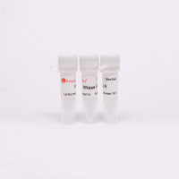 核糖核酸酶A RNAse A